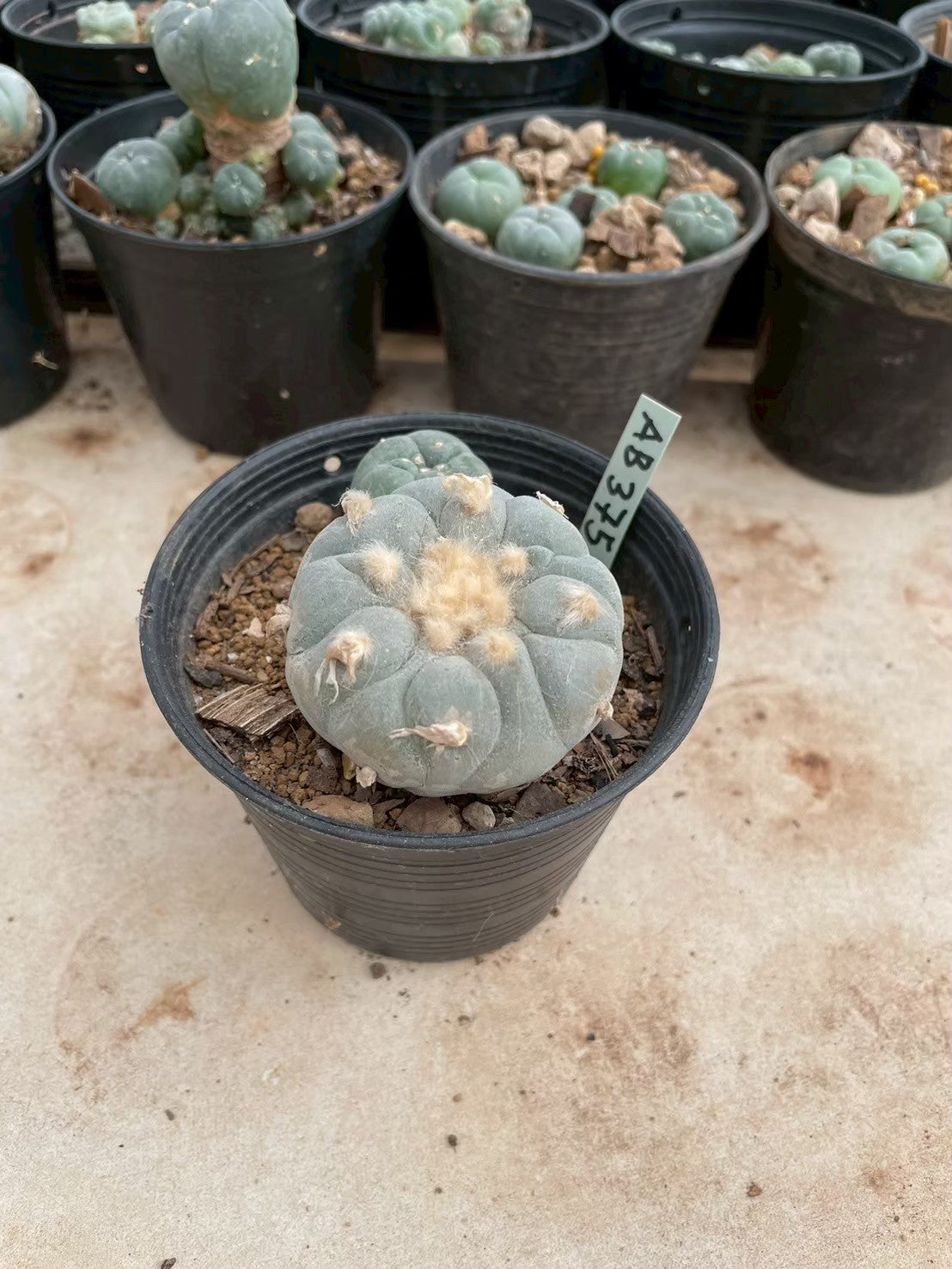 Lophophora williamsii – Peyote Cactus (3-4 cm, Own Root)