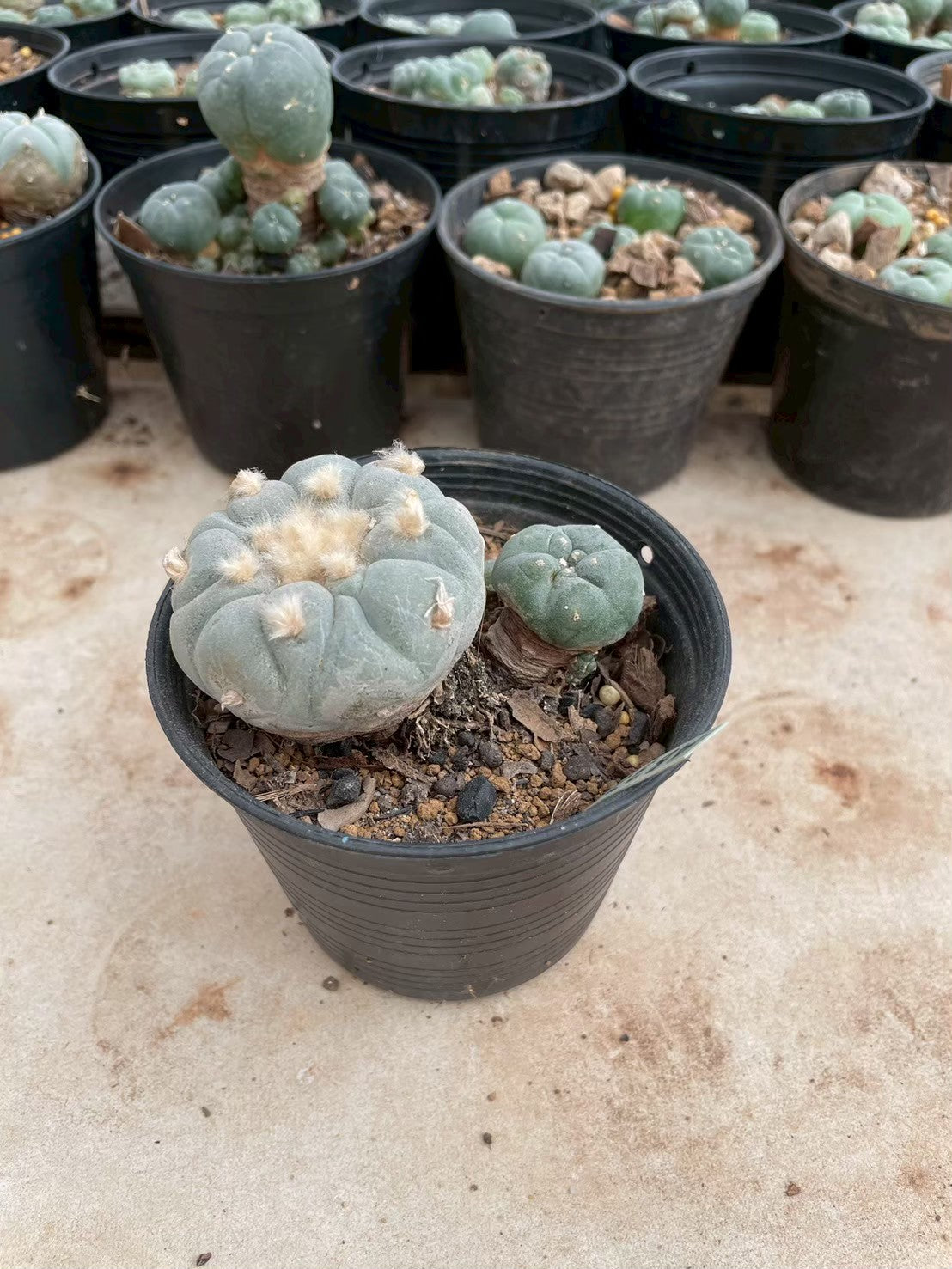 Lophophora williamsii – Peyote Cactus (3-4 cm, Own Root)