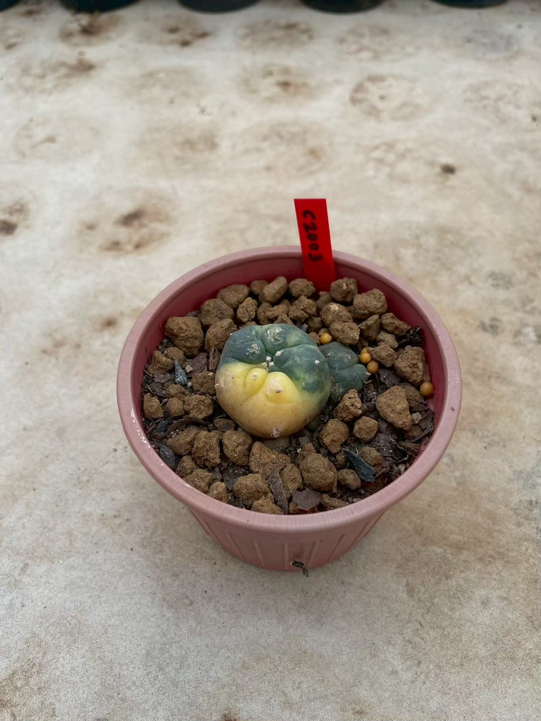 Lophophora williamsii variegata  – Peyote Cactus (3-4 cm, Own Root)