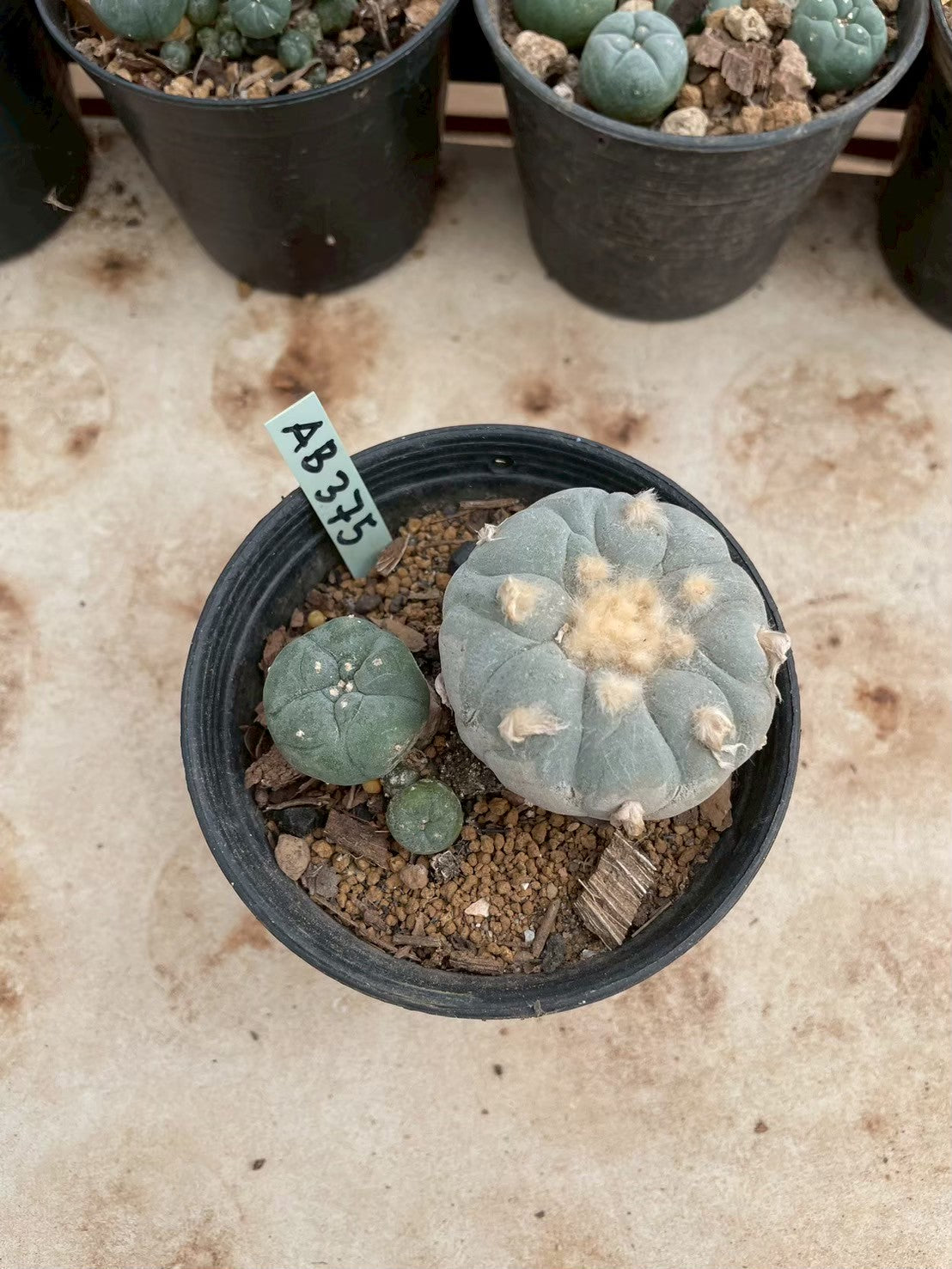 Lophophora williamsii – Peyote Cactus (3-4 cm, Own Root)
