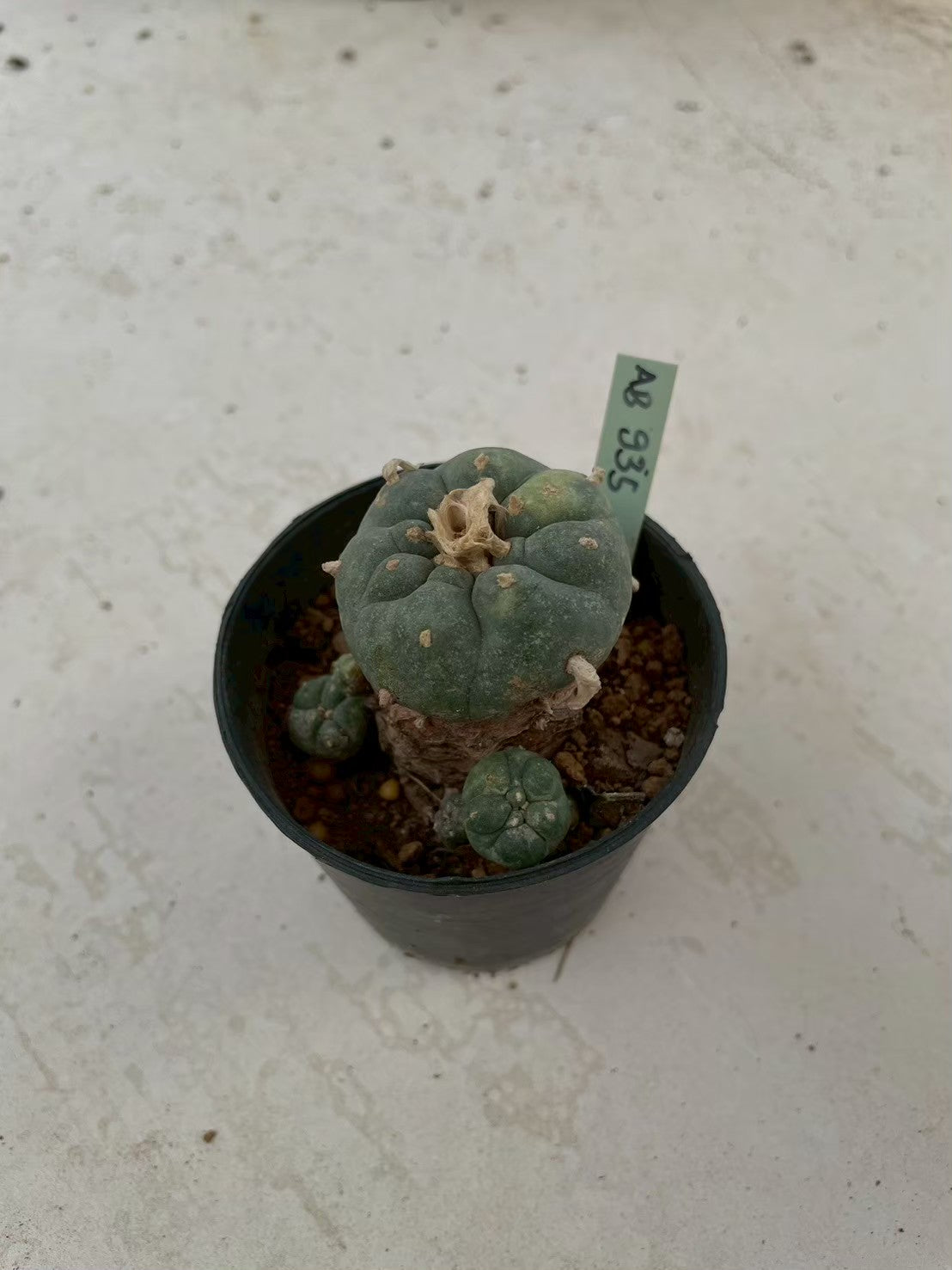 Lophophora williamsii variegata – Peyote Cactus (3-4 cm, Own Root)