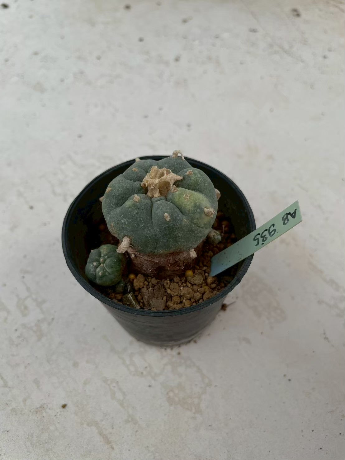Lophophora williamsii variegata – Peyote Cactus (3-4 cm, Own Root)