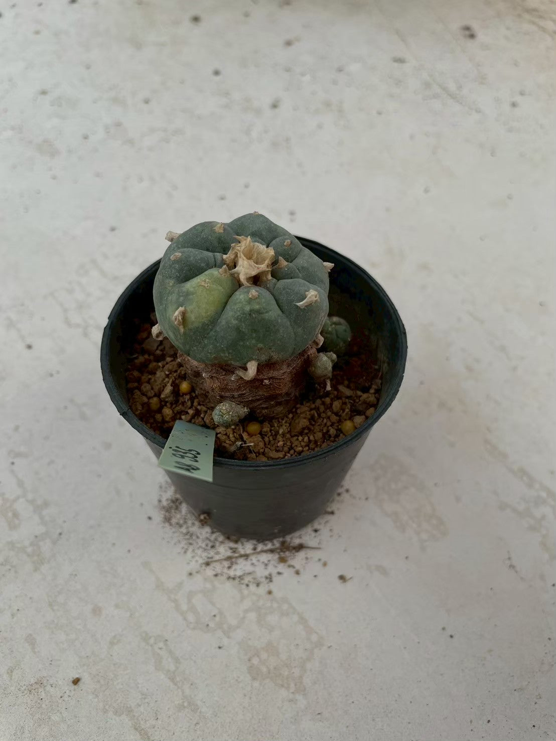 Lophophora williamsii variegata – Peyote Cactus (3-4 cm, Own Root)