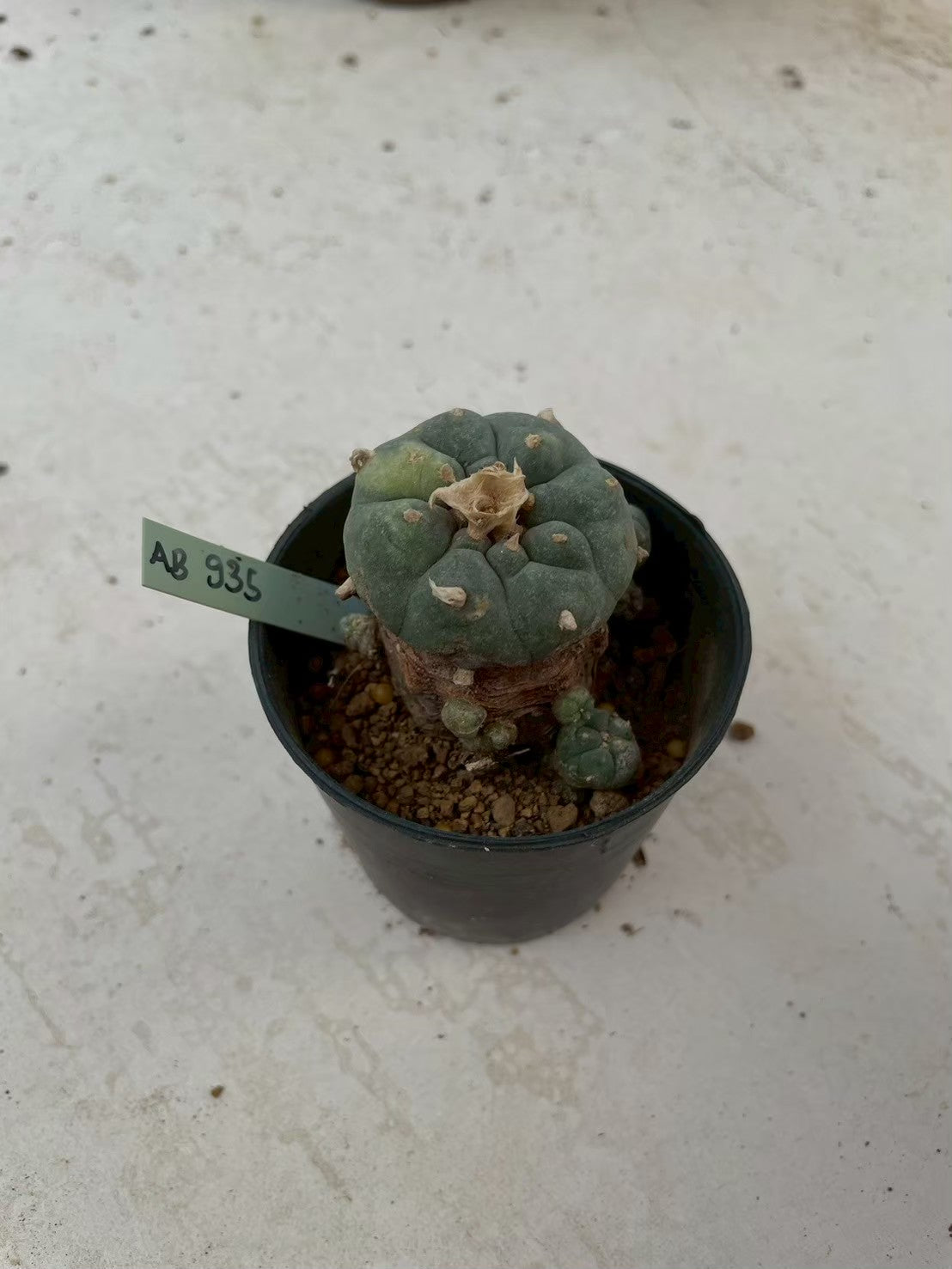 Lophophora williamsii variegata – Peyote Cactus (3-4 cm, Own Root)