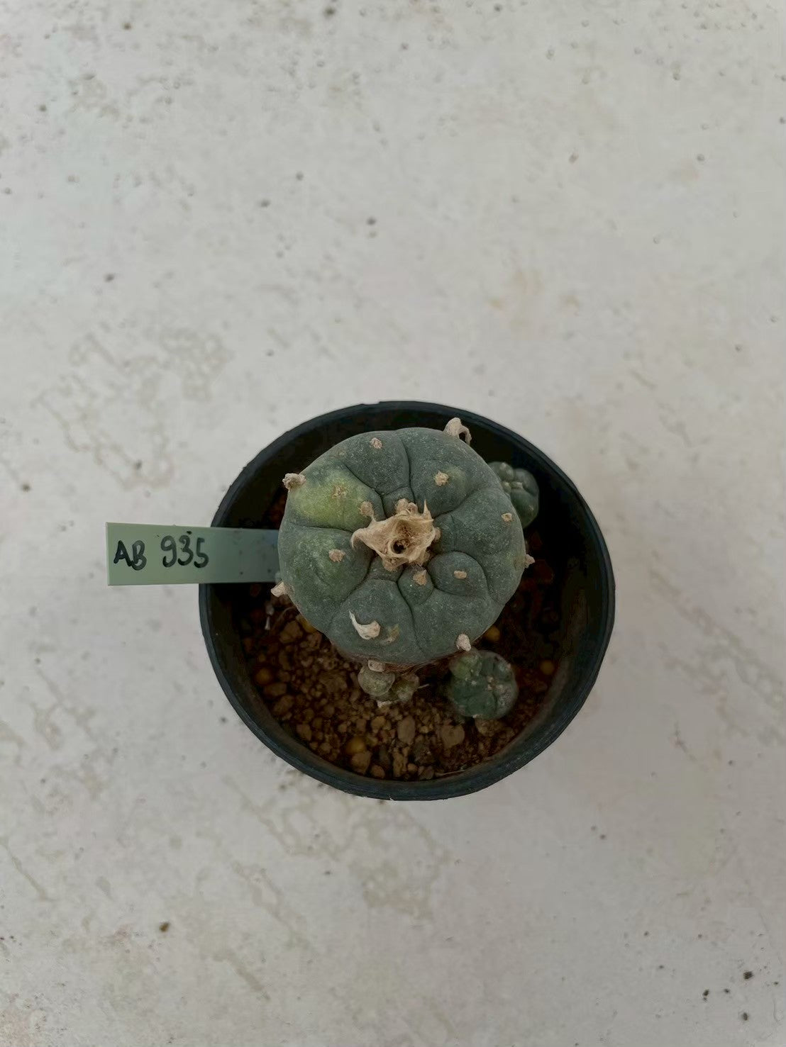Lophophora williamsii variegata – Peyote Cactus (3-4 cm, Own Root)
