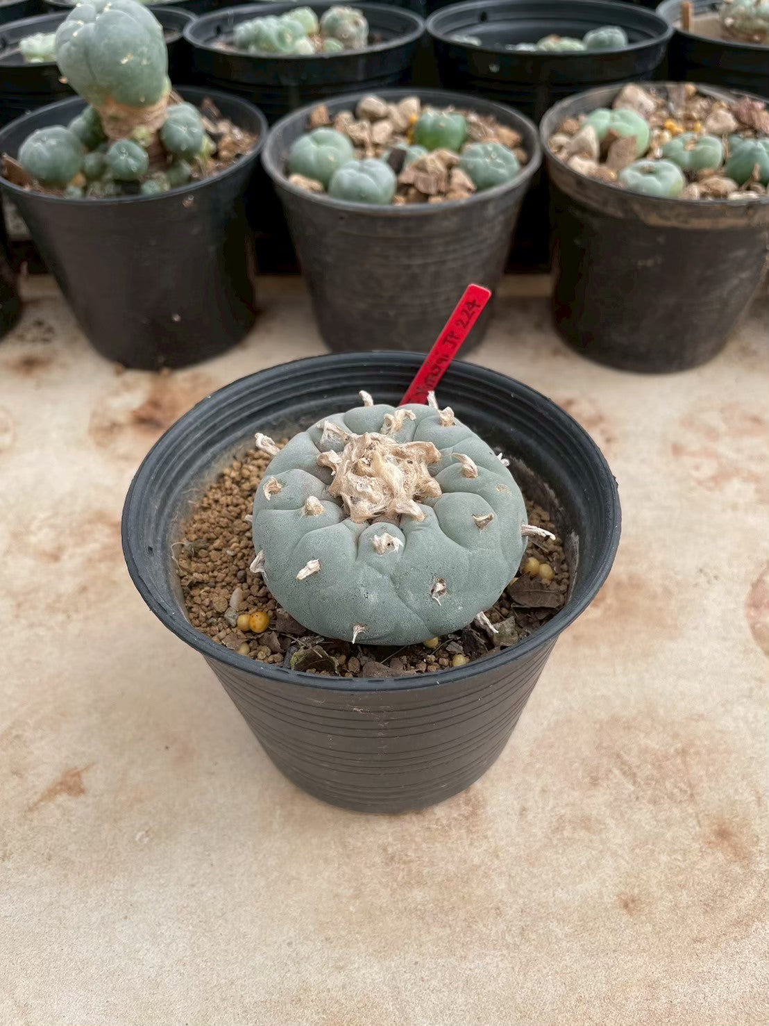 Lophophora williamsii – Peyote Cactus (3-4 cm, Own Root)