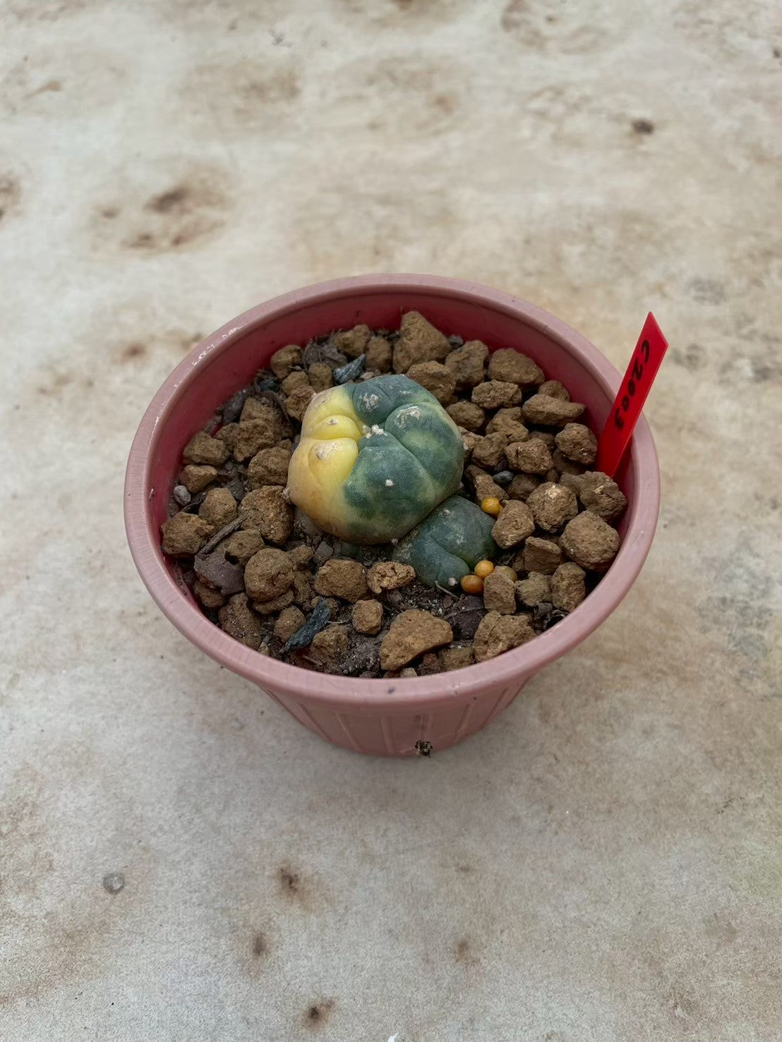 Lophophora williamsii variegata  – Peyote Cactus (3-4 cm, Own Root)