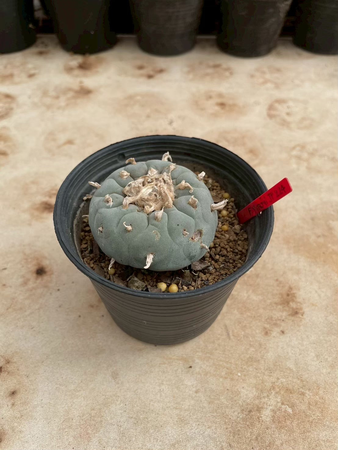 Lophophora williamsii – Peyote Cactus (3-4 cm, Own Root)