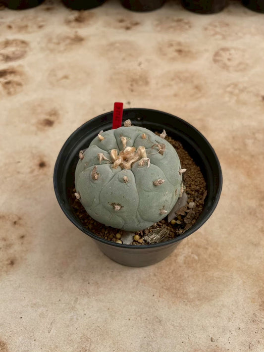 Lophophora williamsii – Peyote Cactus (3-4 cm, Own Root)