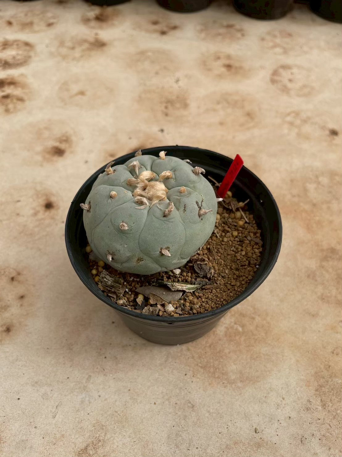 Lophophora williamsii – Peyote Cactus (3-4 cm, Own Root)
