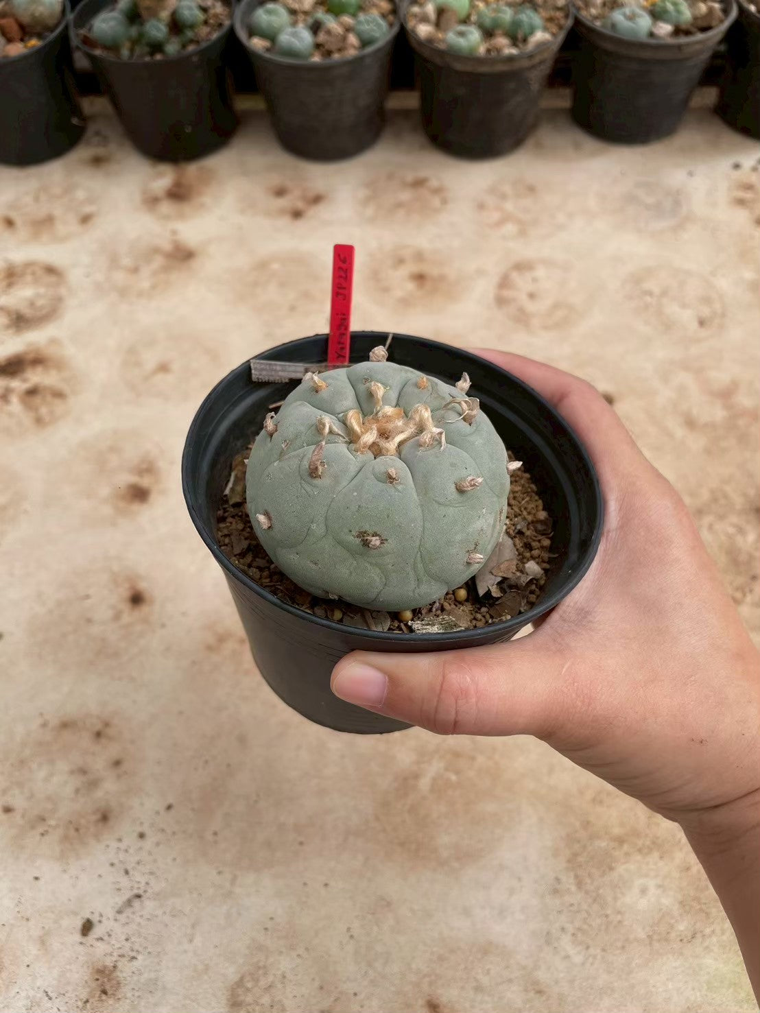 Lophophora williamsii – Peyote Cactus (3-4 cm, Own Root)