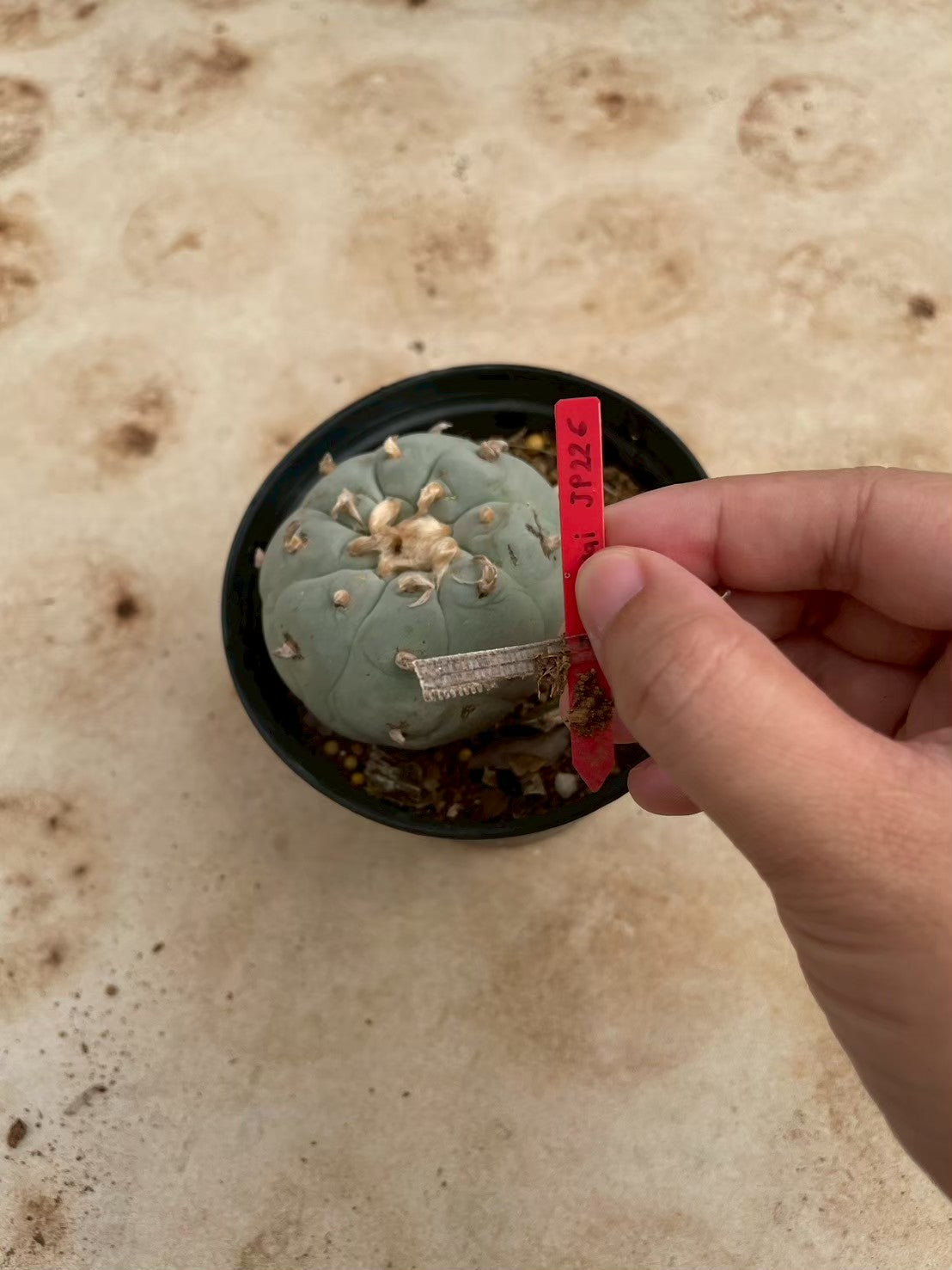 Lophophora williamsii – Peyote Cactus (3-4 cm, Own Root)