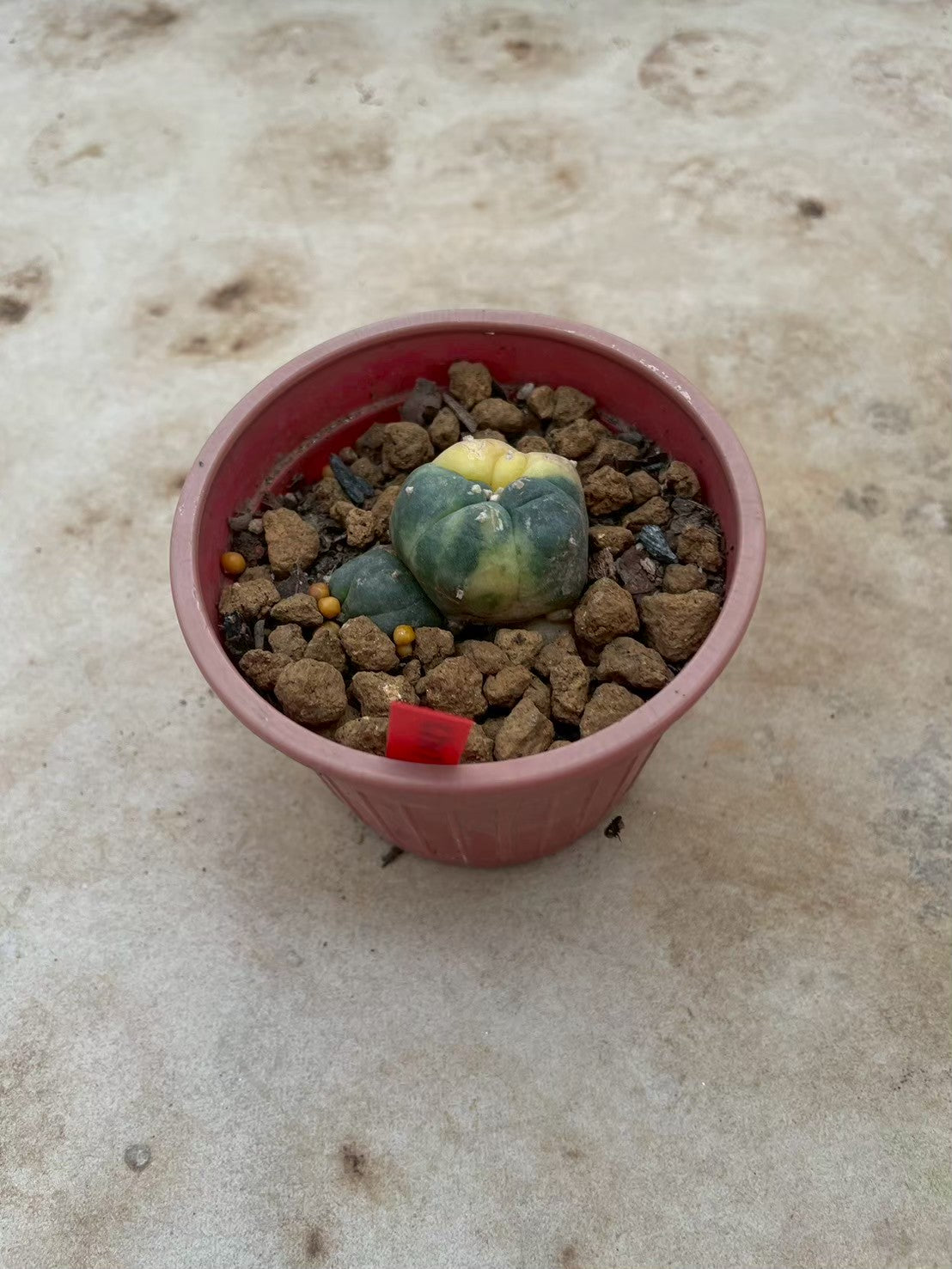 Lophophora williamsii variegata  – Peyote Cactus (3-4 cm, Own Root)