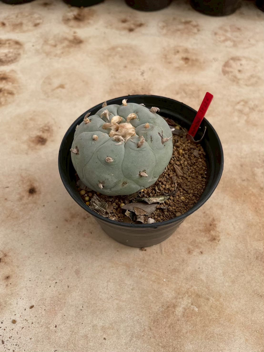 Lophophora williamsii – Peyote Cactus (3-4 cm, Own Root)