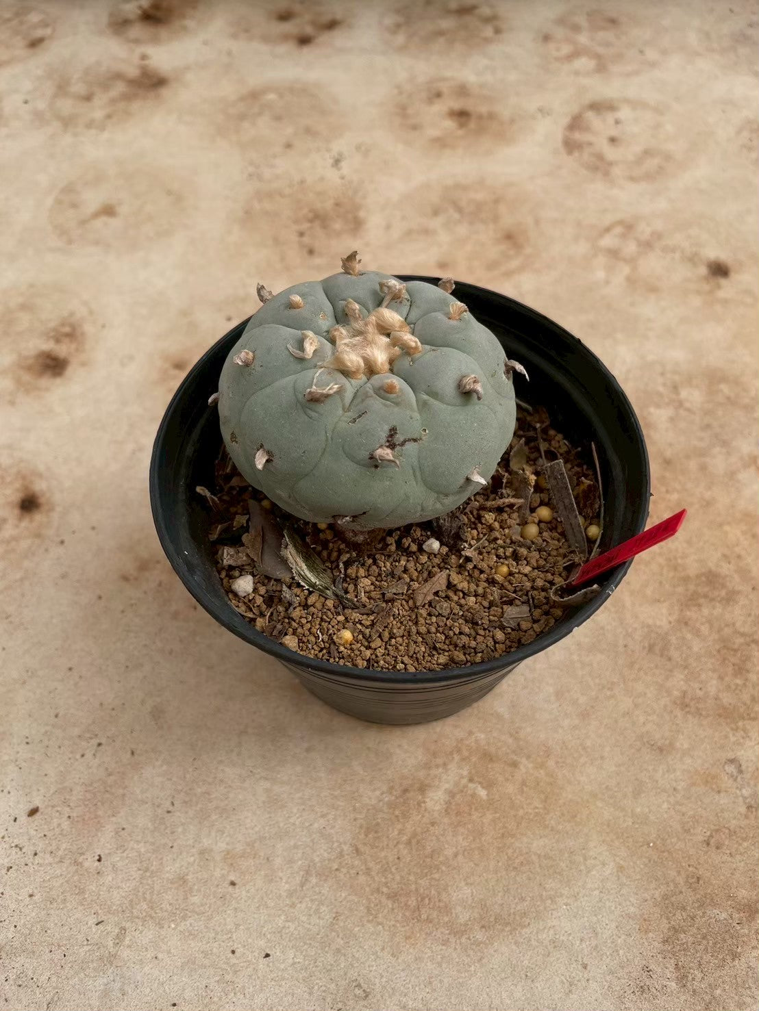 Lophophora williamsii – Peyote Cactus (3-4 cm, Own Root)