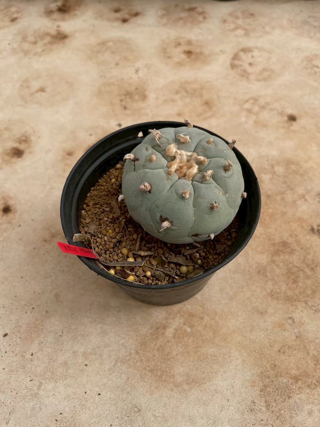 Lophophora williamsii – Peyote Cactus (3-4 cm, Own Root)