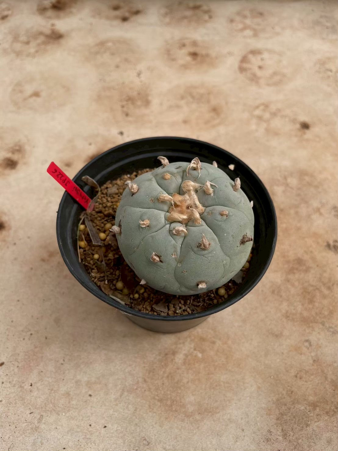 Lophophora williamsii – Peyote Cactus (3-4 cm, Own Root)