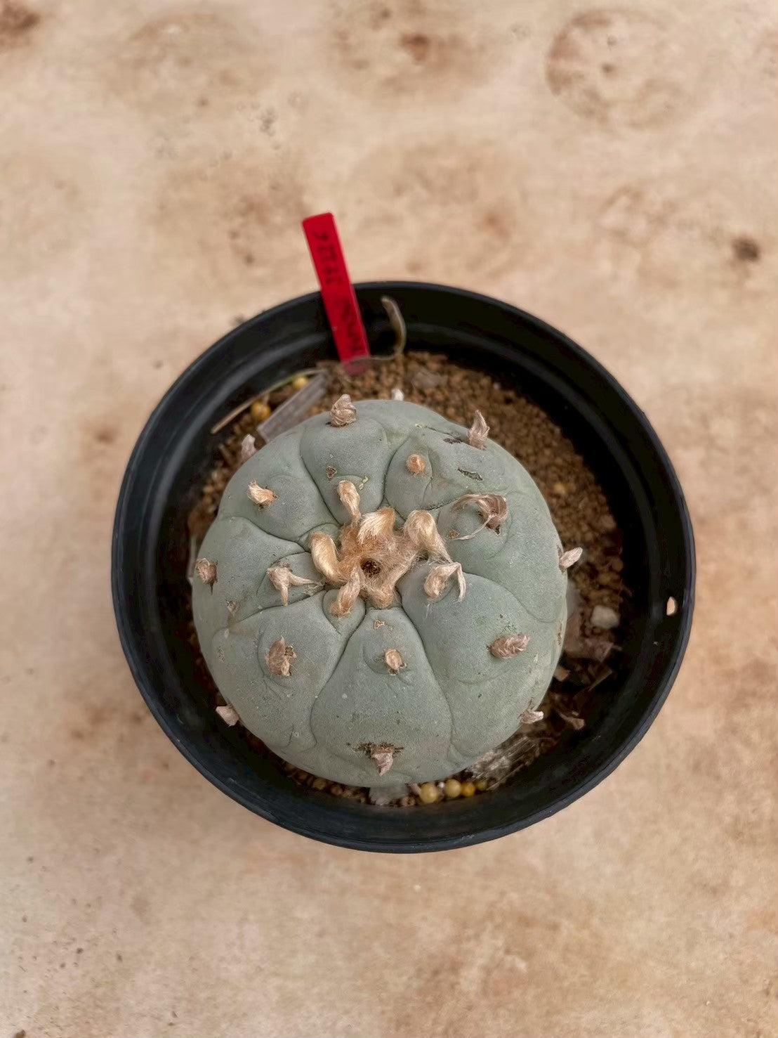 Lophophora williamsii – Peyote Cactus (3-4 cm, Own Root)