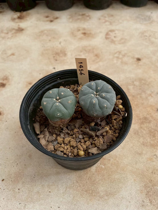 Lophophora williamsii – Peyote Cactus (3-4 cm, Own Root)