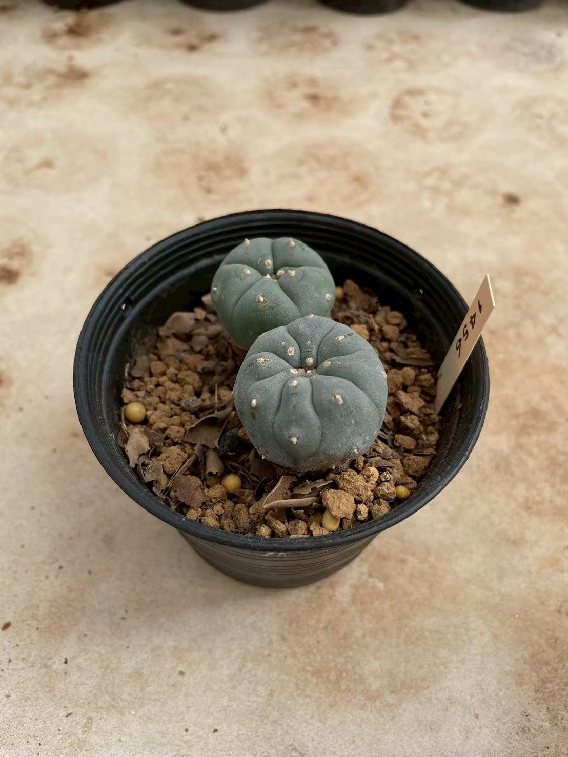 Lophophora williamsii – Peyote Cactus (3-4 cm, Own Root)