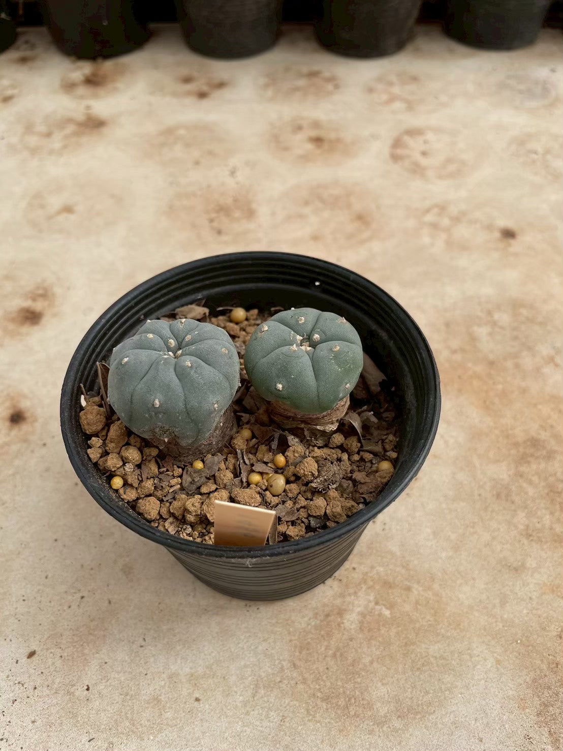 Lophophora williamsii – Peyote Cactus (3-4 cm, Own Root)