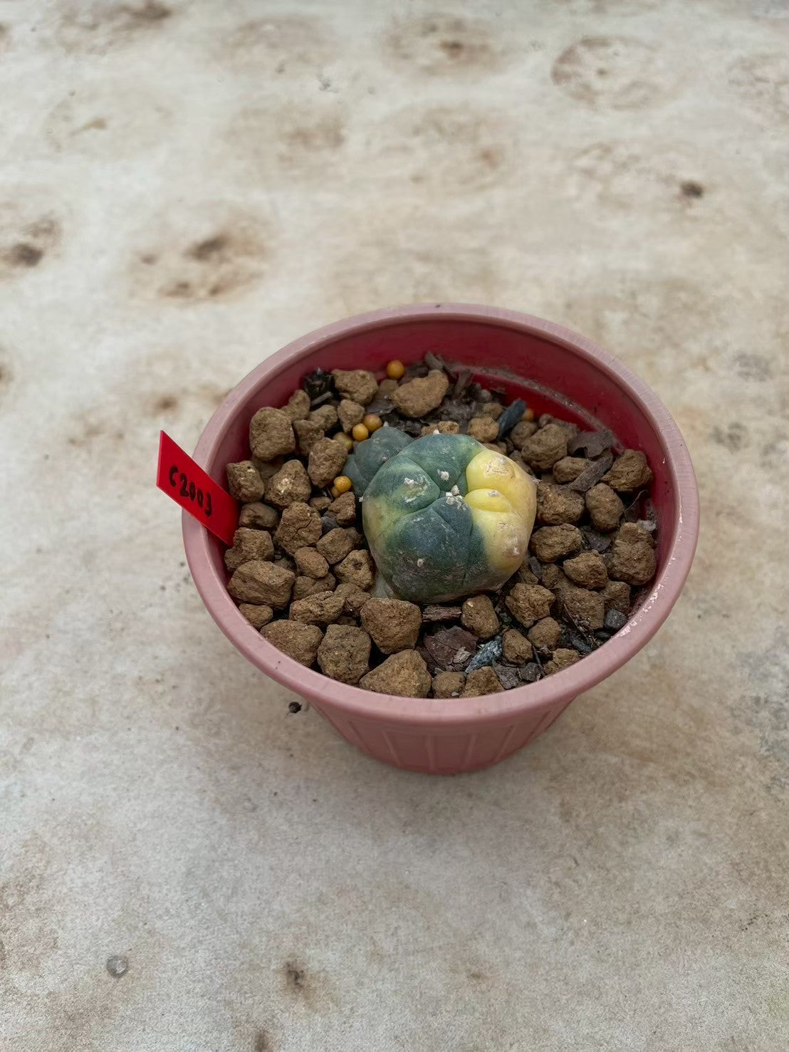 Lophophora williamsii variegata  – Peyote Cactus (3-4 cm, Own Root)