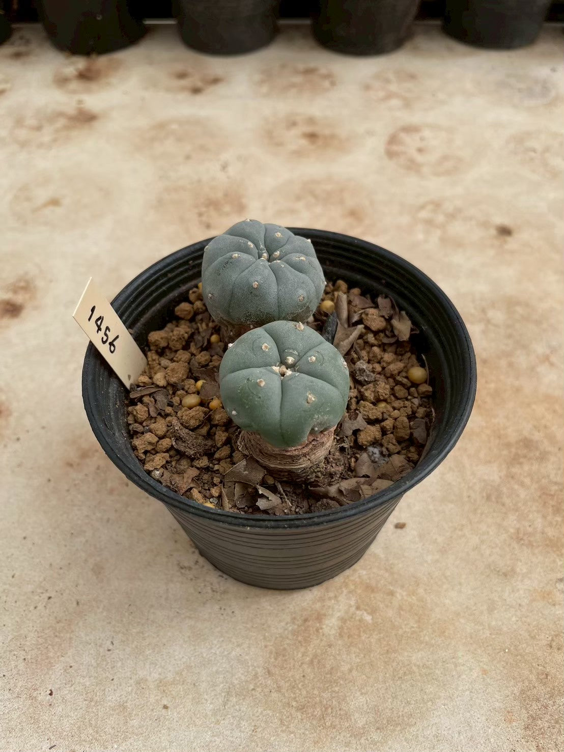 Lophophora williamsii – Peyote Cactus (3-4 cm, Own Root)