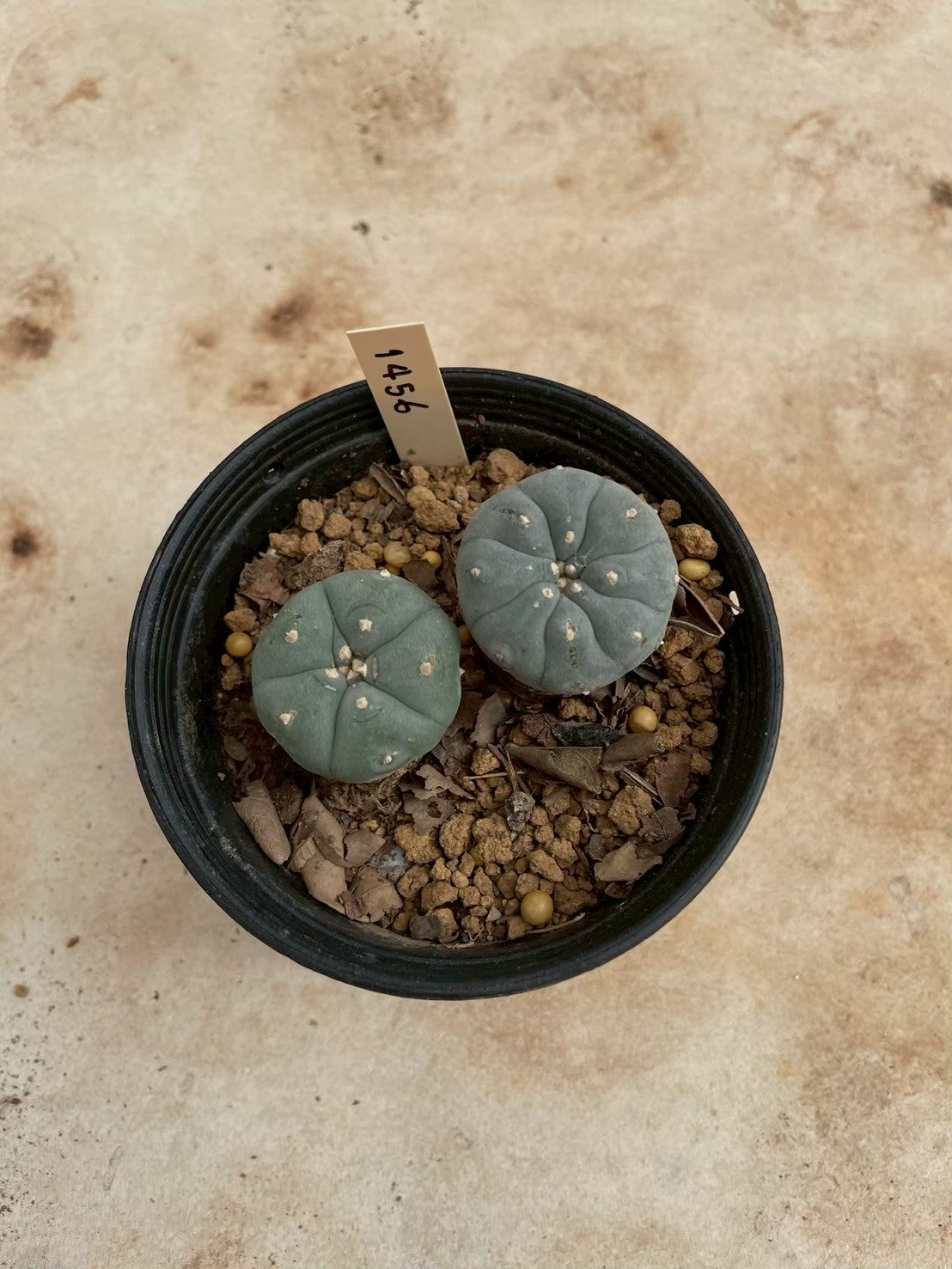 Lophophora williamsii – Peyote Cactus (3-4 cm, Own Root)