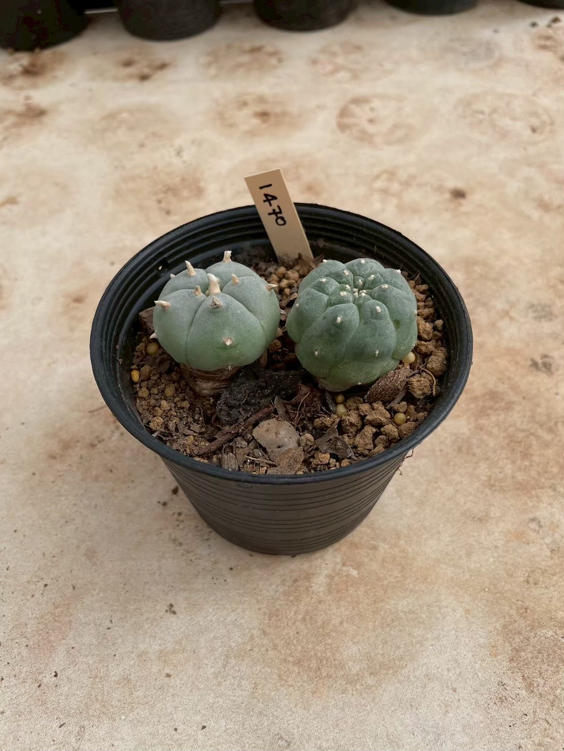 Lophophora williamsii – Peyote Cactus (3-4 cm, Own Root)