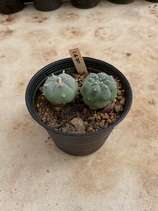 Lophophora williamsii – Peyote Cactus (3-4 cm, Own Root)