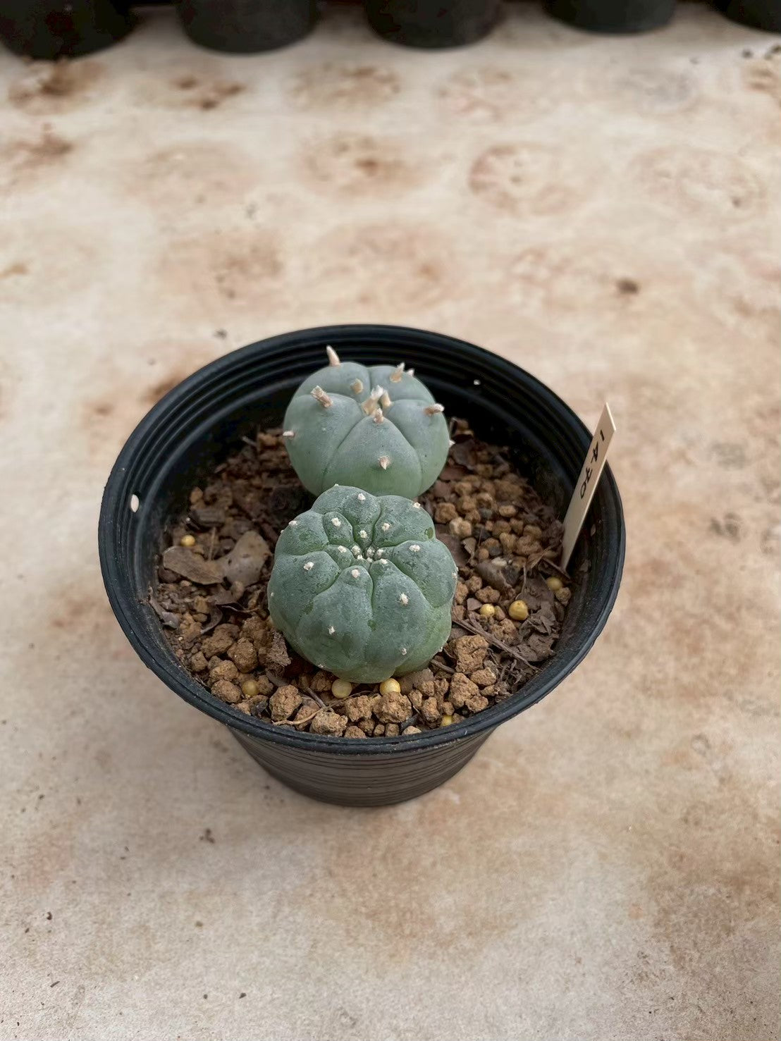Lophophora williamsii – Peyote Cactus (3-4 cm, Own Root)