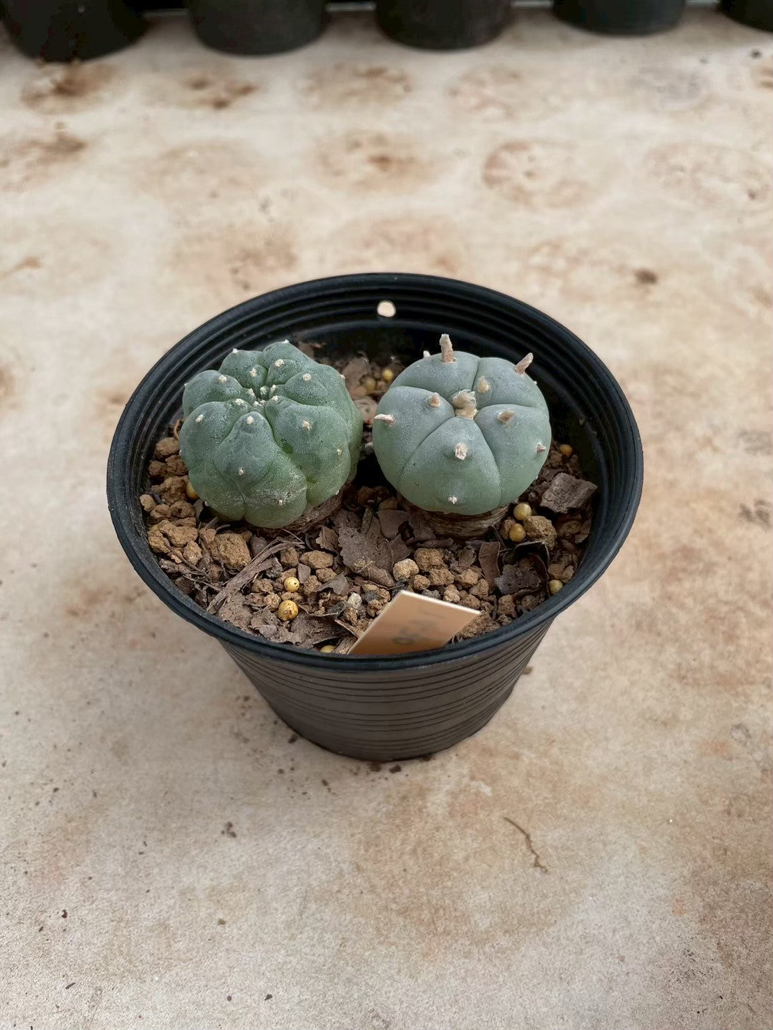 Lophophora williamsii – Peyote Cactus (3-4 cm, Own Root)