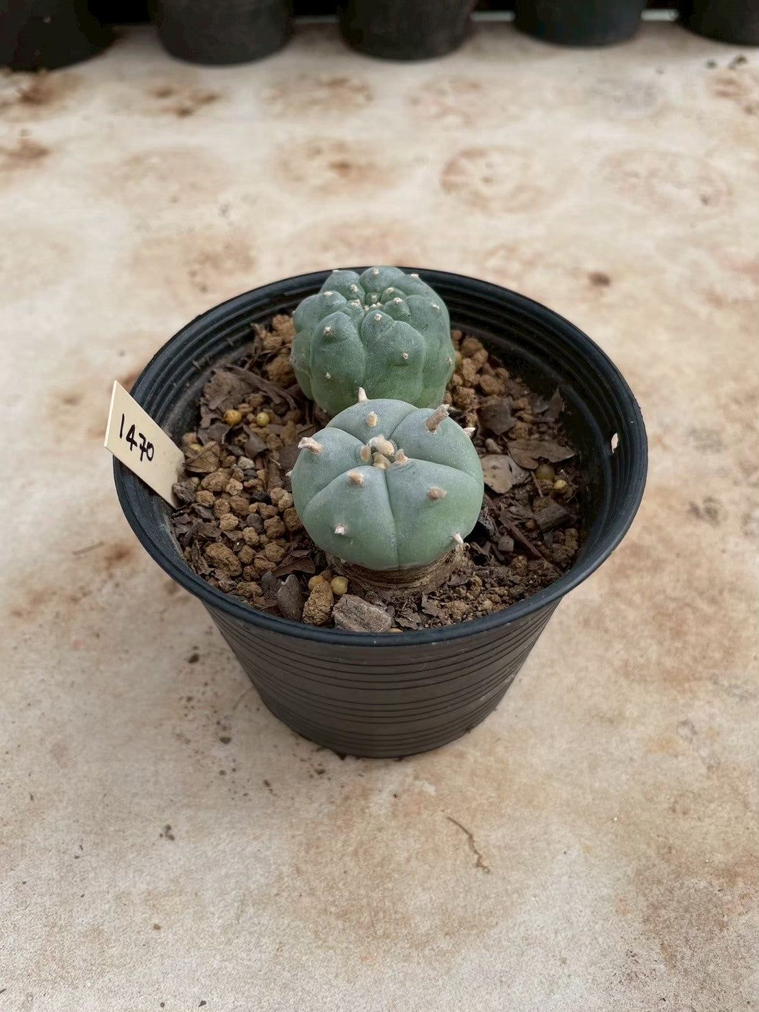 Lophophora williamsii – Peyote Cactus (3-4 cm, Own Root)