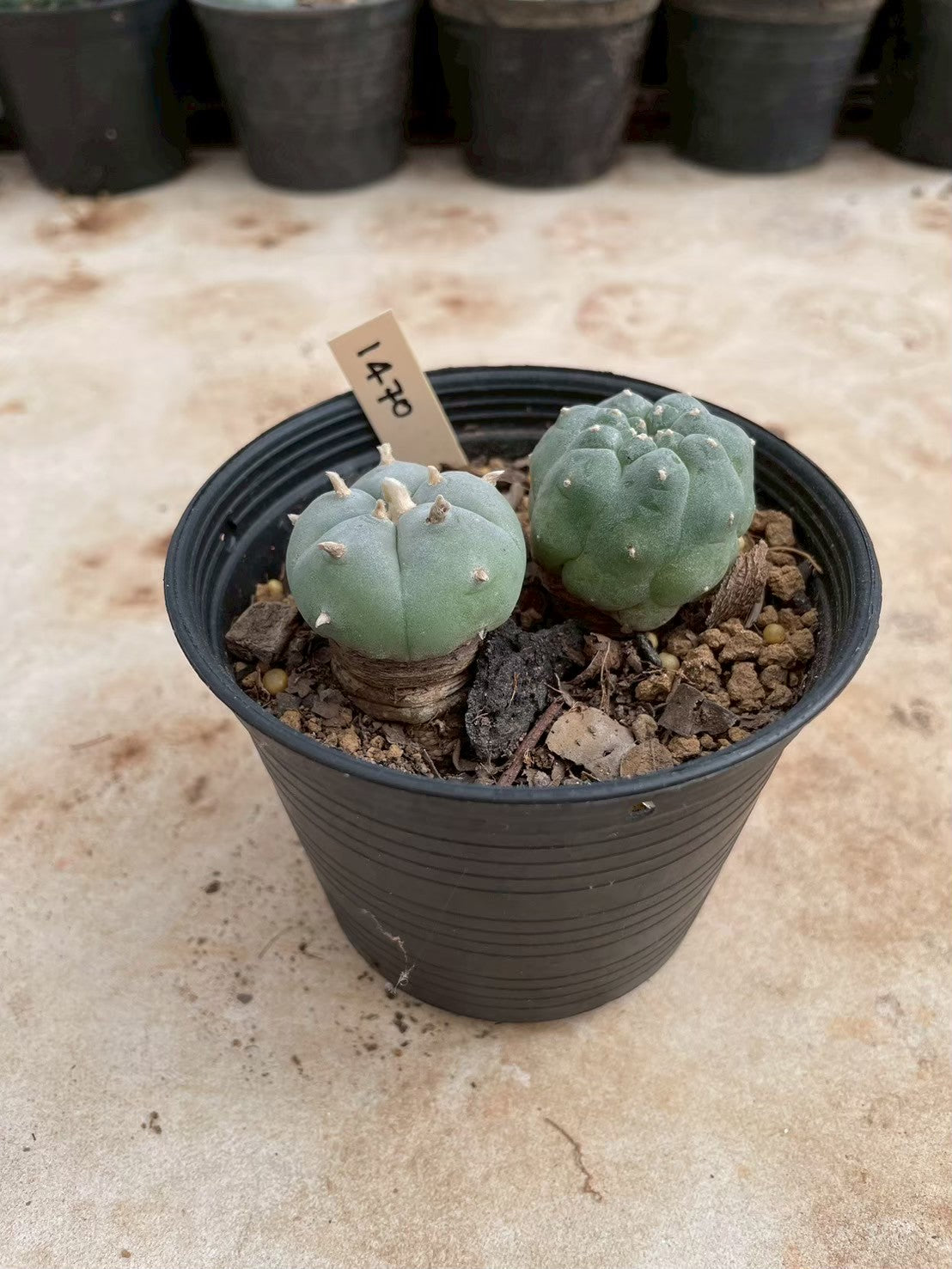 Lophophora williamsii – Peyote Cactus (3-4 cm, Own Root)