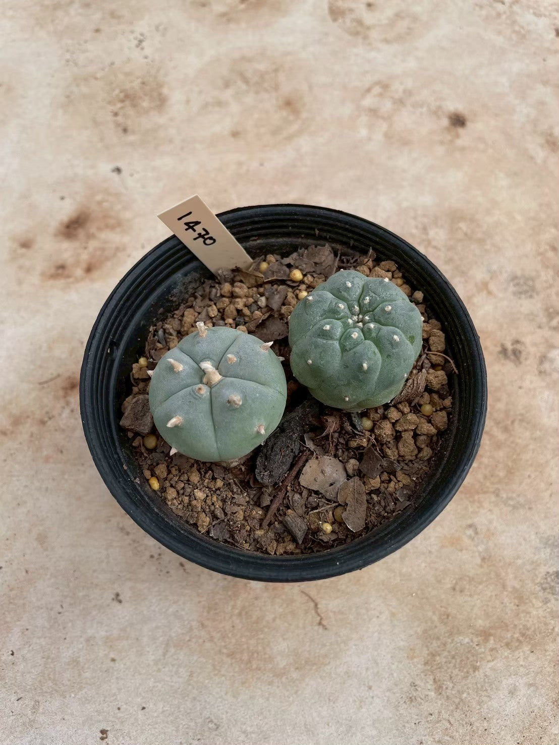 Lophophora williamsii – Peyote Cactus (3-4 cm, Own Root)