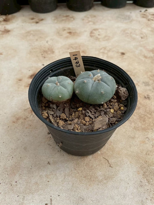 Lophophora williamsii – Peyote Cactus (3-4 cm, Own Root)