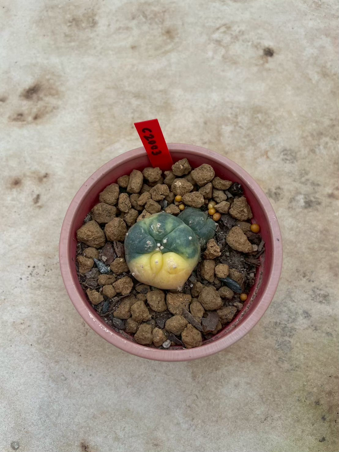 Lophophora williamsii variegata  – Peyote Cactus (3-4 cm, Own Root)