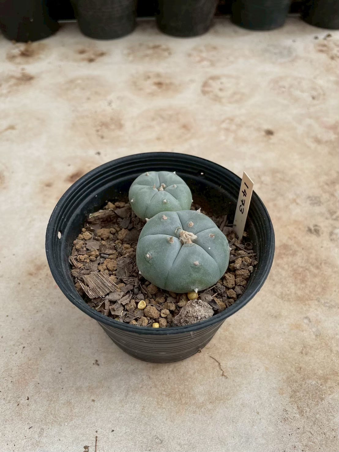 Lophophora williamsii – Peyote Cactus (3-4 cm, Own Root)