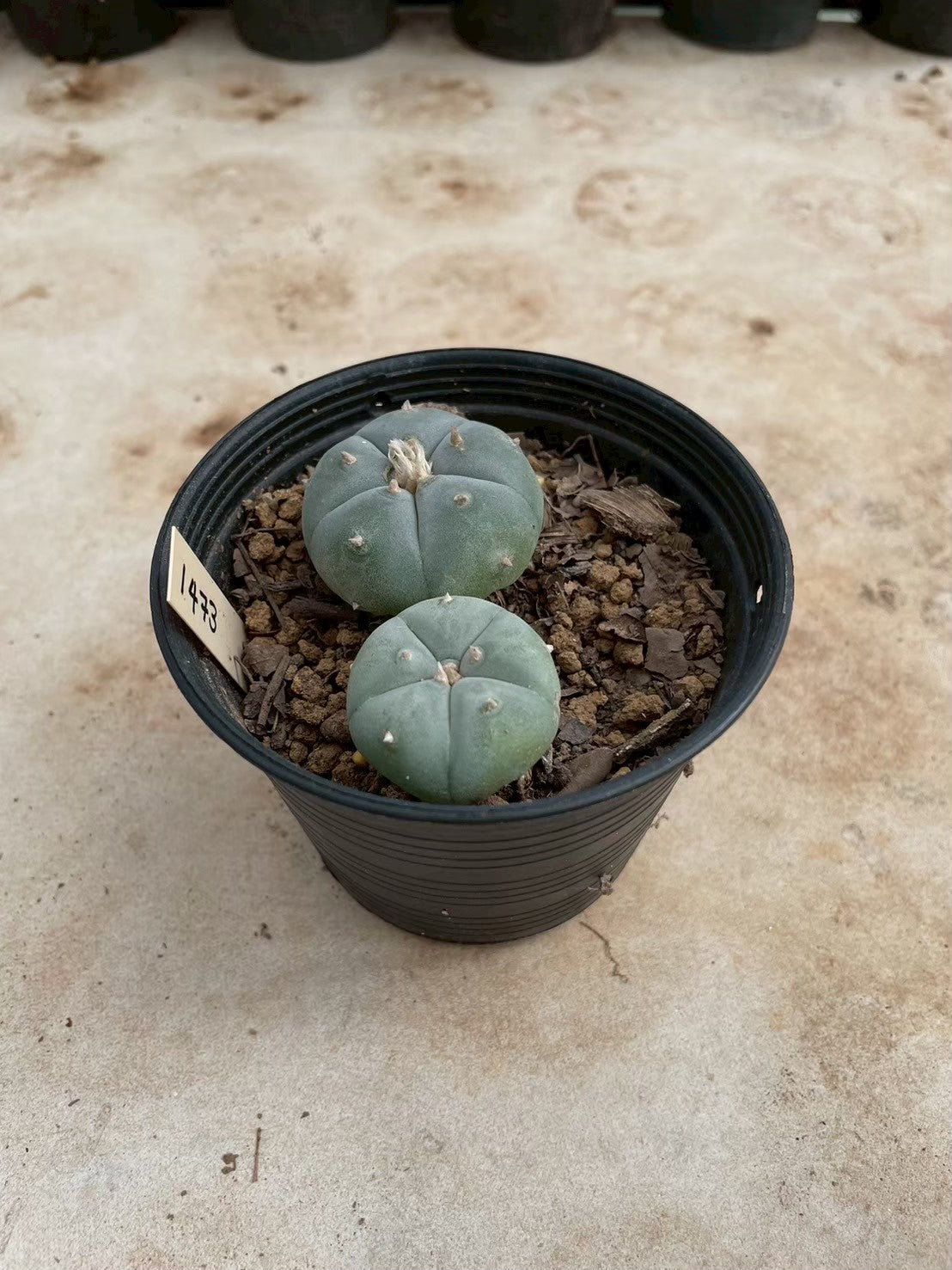 Lophophora williamsii – Peyote Cactus (3-4 cm, Own Root)