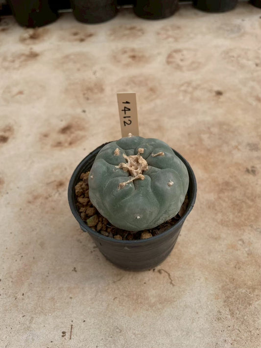 Lophophora williamsii – Peyote Cactus (3-4 cm, Own Root)