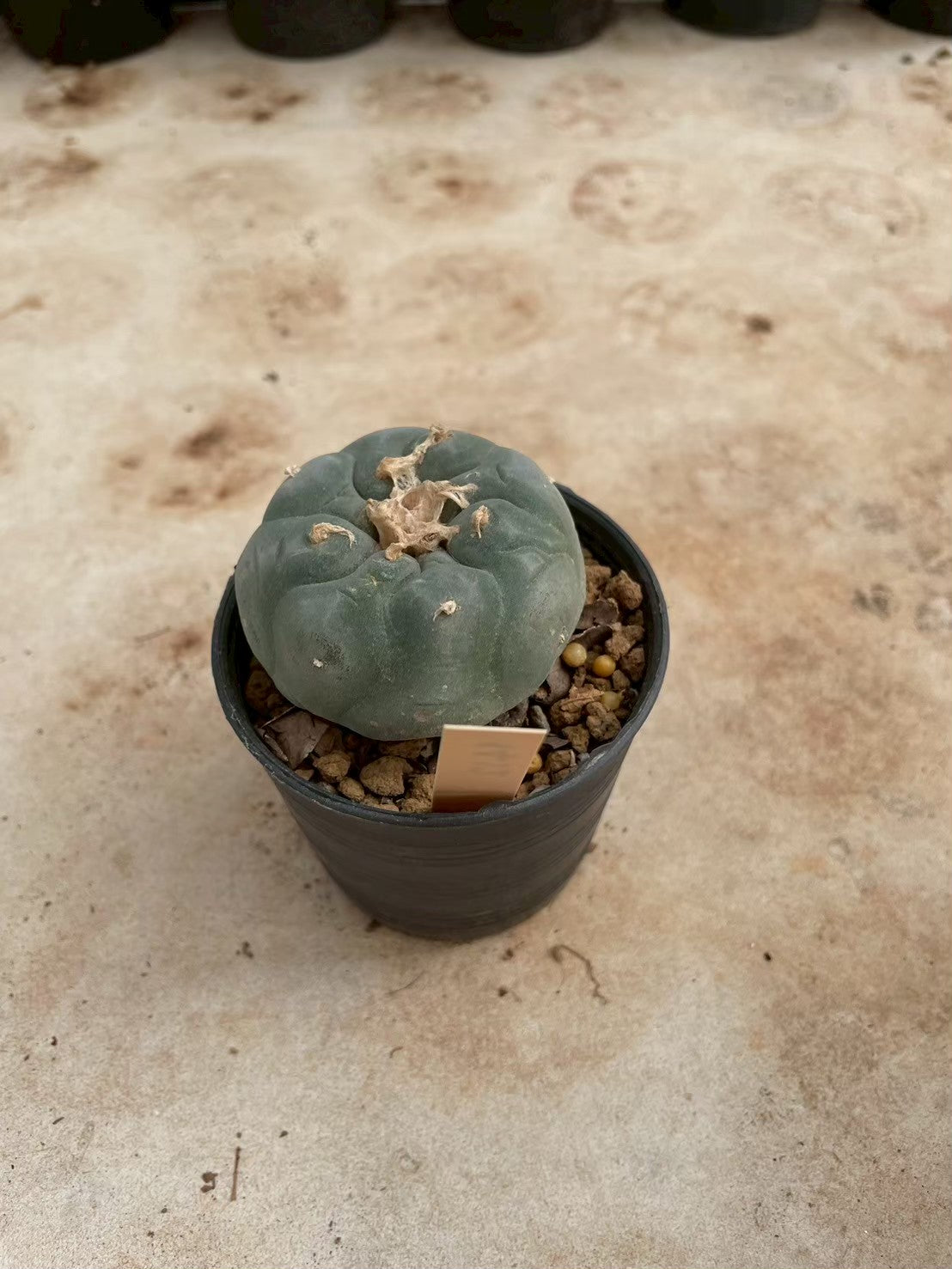Lophophora williamsii – Peyote Cactus (3-4 cm, Own Root)