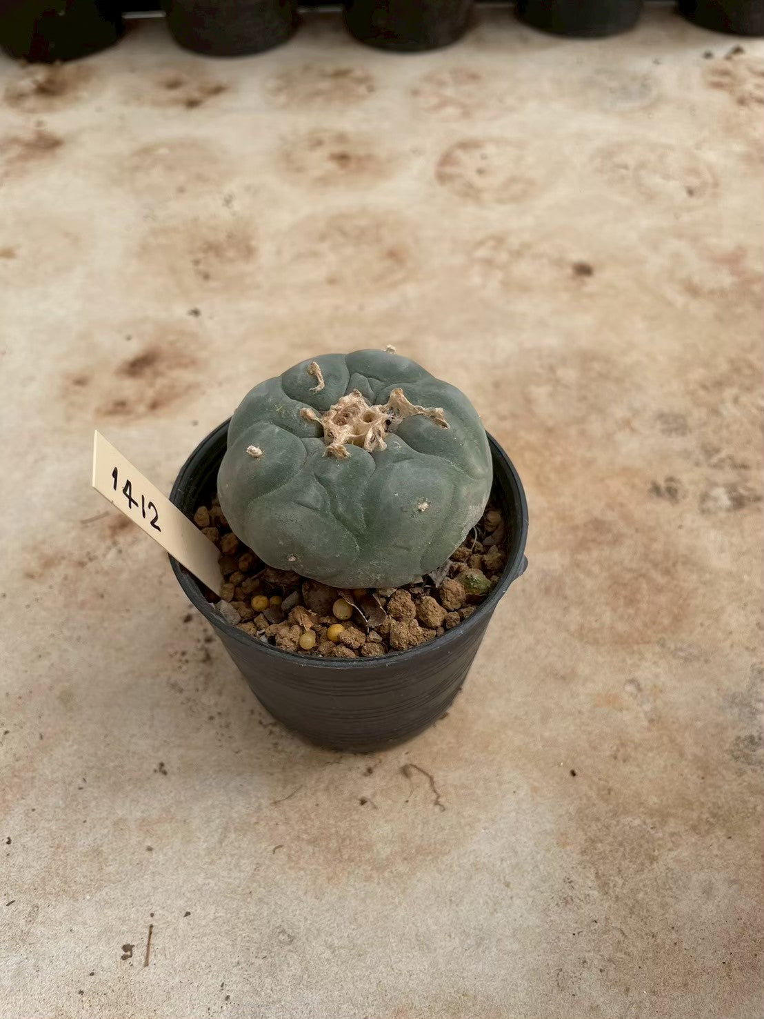 Lophophora williamsii – Peyote Cactus (3-4 cm, Own Root)