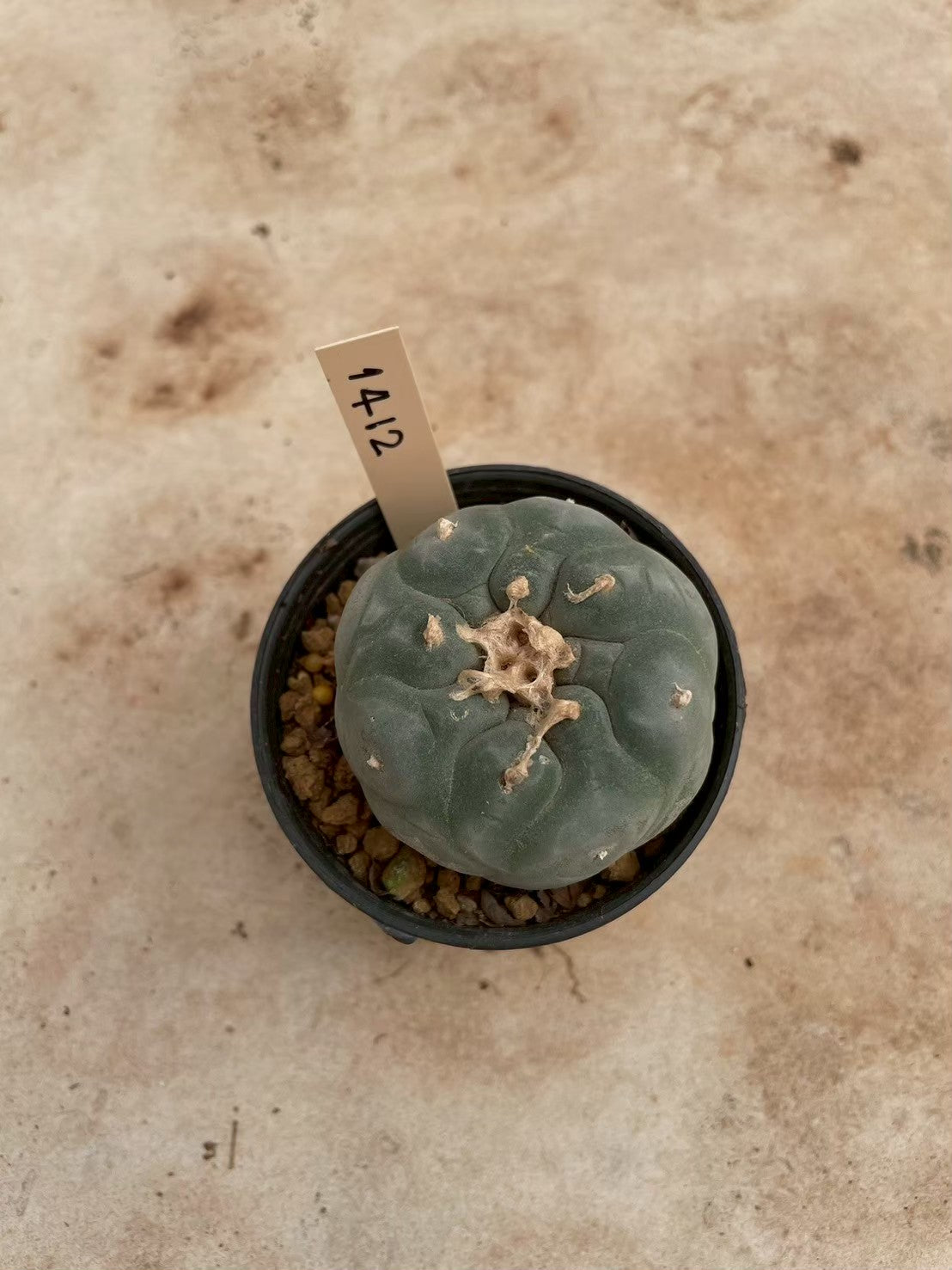 Lophophora williamsii – Peyote Cactus (3-4 cm, Own Root)