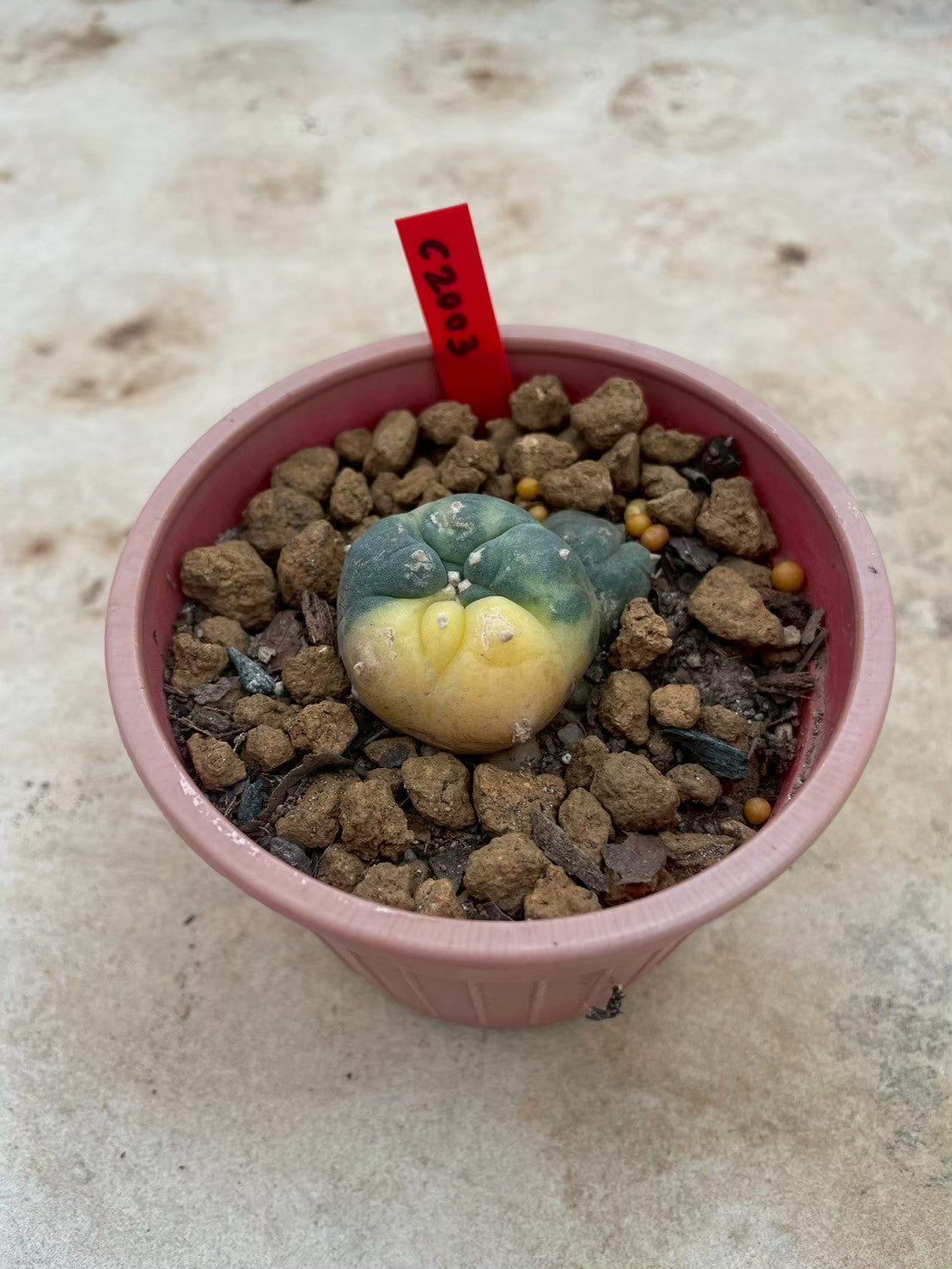Lophophora williamsii variegata  – Peyote Cactus (3-4 cm, Own Root)