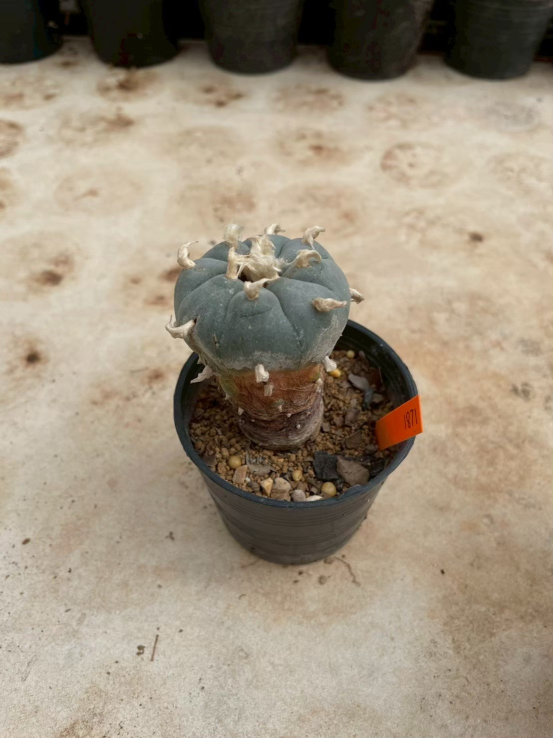 Lophophora williamsii – Peyote Cactus (3-4 cm, Own Root)