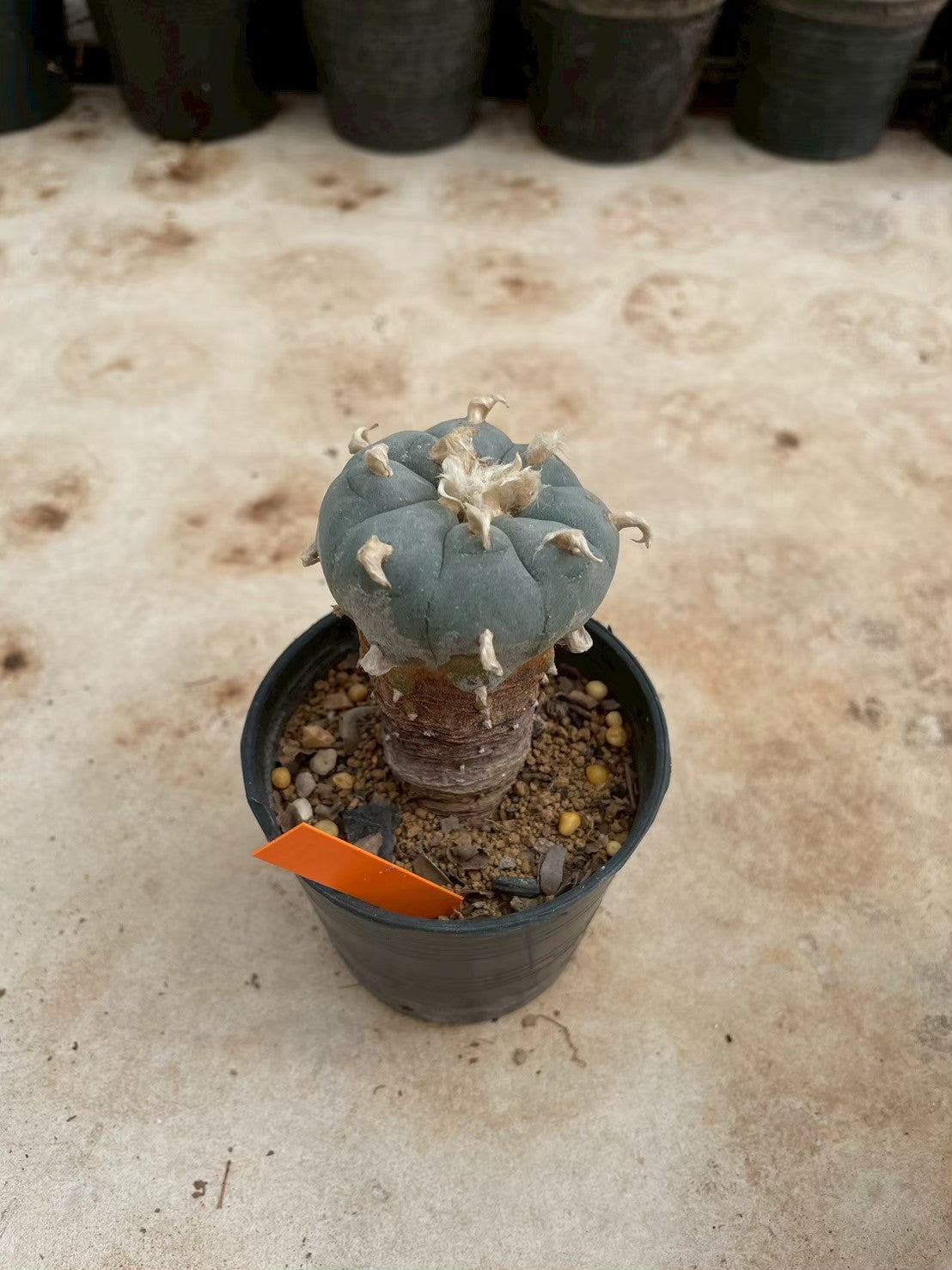 Lophophora williamsii – Peyote Cactus (3-4 cm, Own Root)