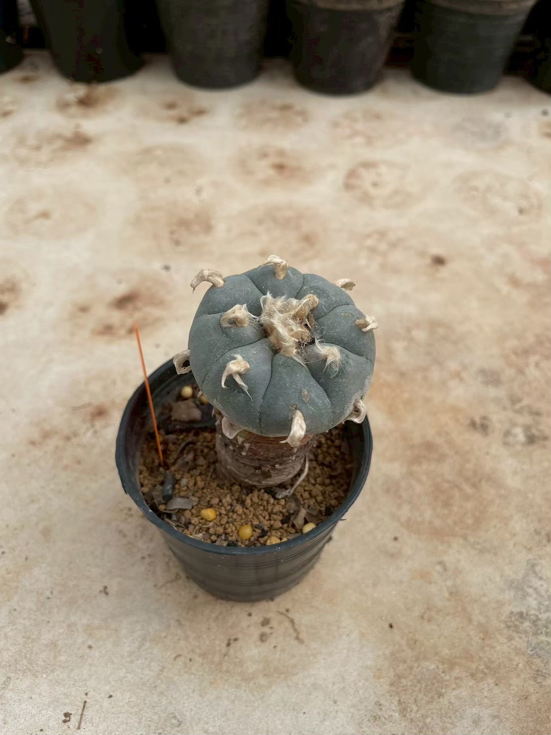 Lophophora williamsii – Peyote Cactus (3-4 cm, Own Root)