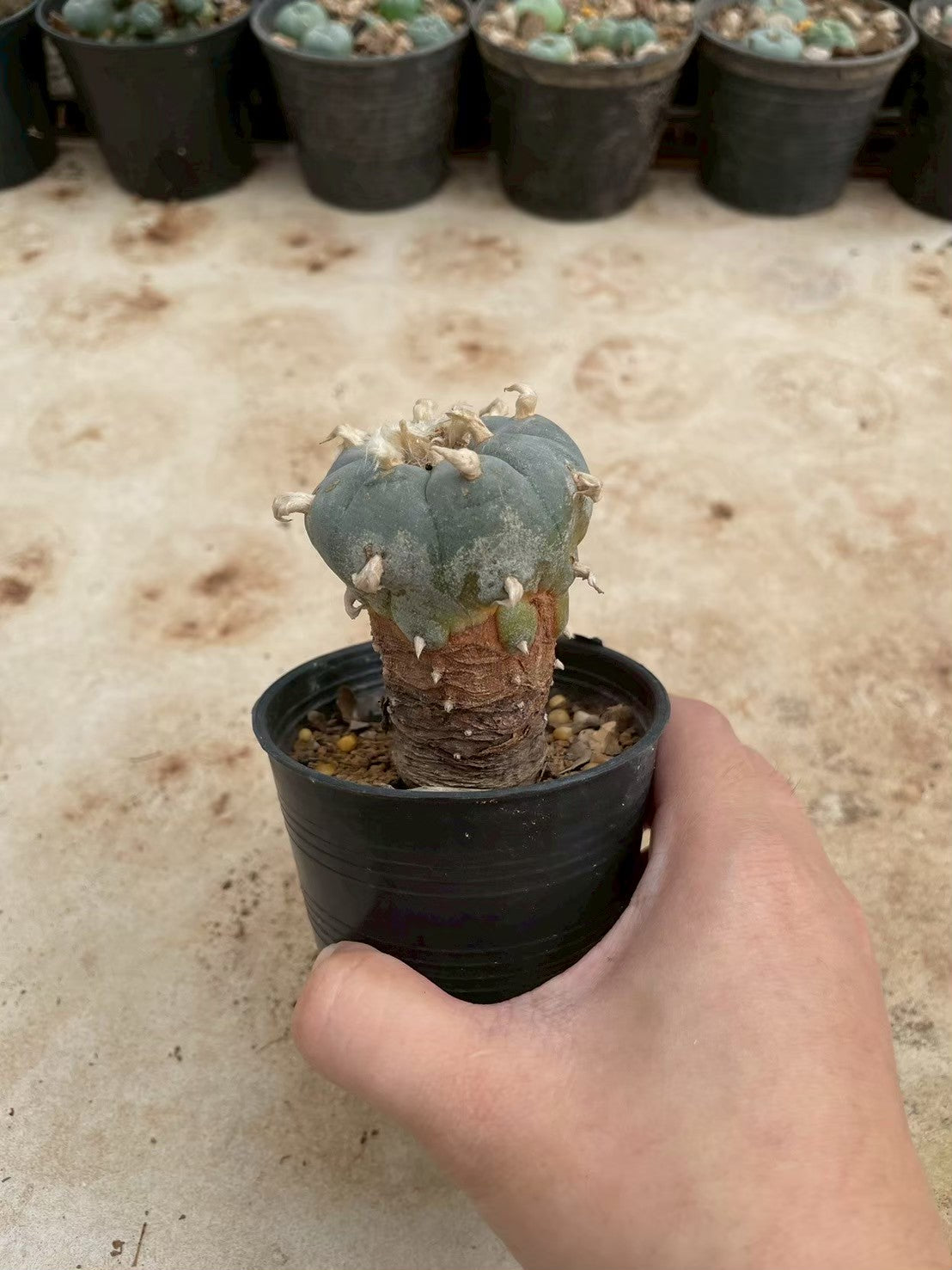 Lophophora williamsii – Peyote Cactus (3-4 cm, Own Root)