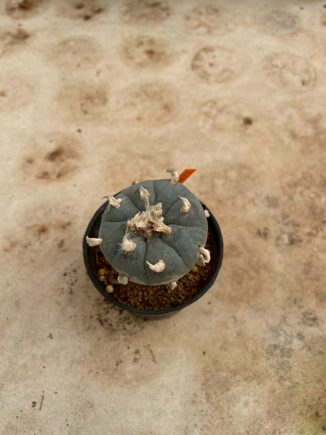 Lophophora williamsii – Peyote Cactus (3-4 cm, Own Root)