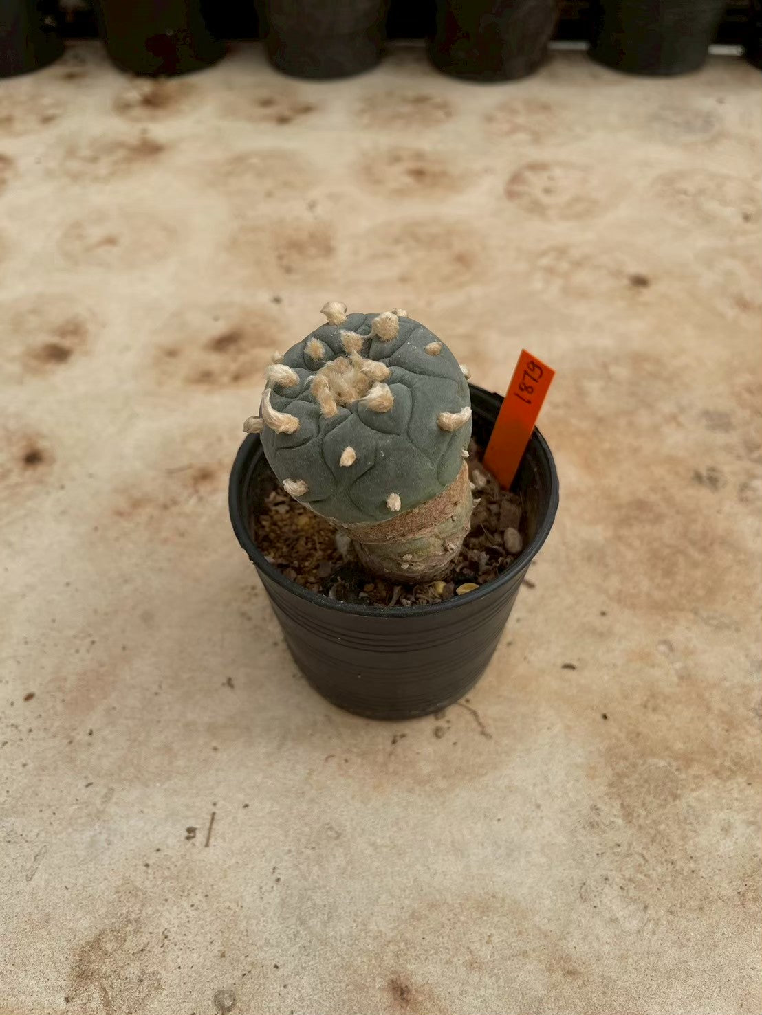 Lophophora williamsii – Peyote Cactus (3-4 cm, Own Root)